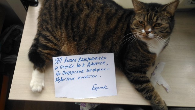 25 котов, с которыми лучше не шутить