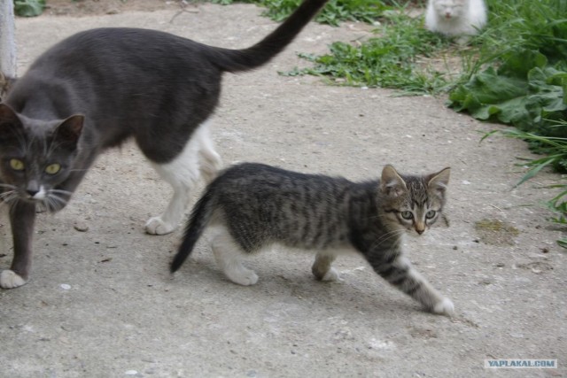 Начинаем котовторник!