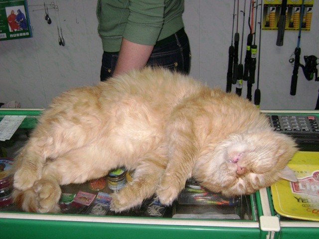 Котовторник (начало в супермаркете!)