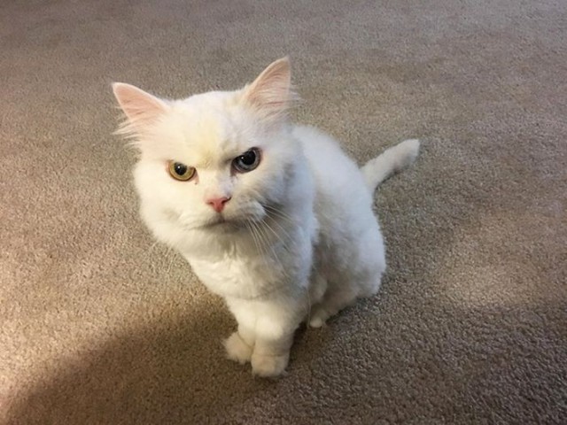 Прикольных котов пост