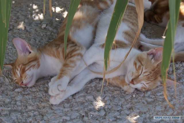 Котовторник  28.08.12