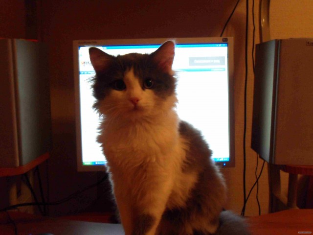 Котовторник 29.01.2013