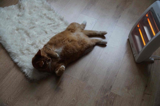 Забавные картинки с котами из сети