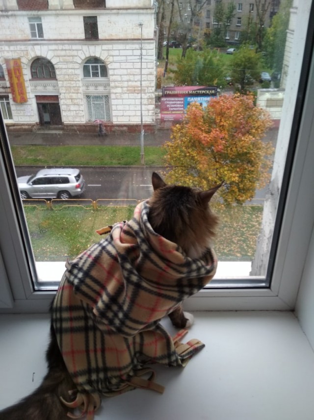 Эти забавные животные