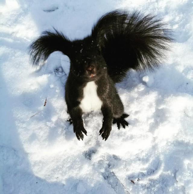 Вот такая красотка составила компанию на прогулке по парку в Благовещенске