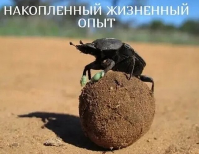 Арсенал новорега