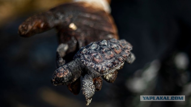 В Израиле крупнейшая экологическая катастрофа - разлив нефти на 100-мильных пляжах