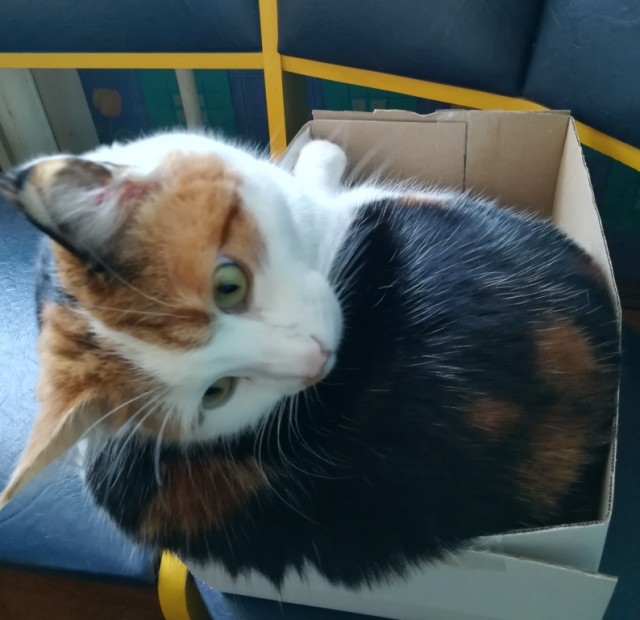 Котовторник же уже наступил?