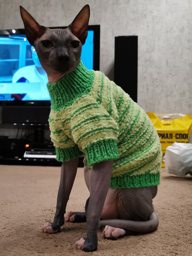 К котовторнику