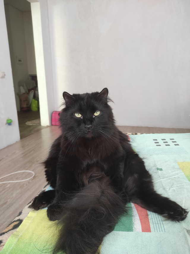 Наш защитник. Котовторнику посвящается