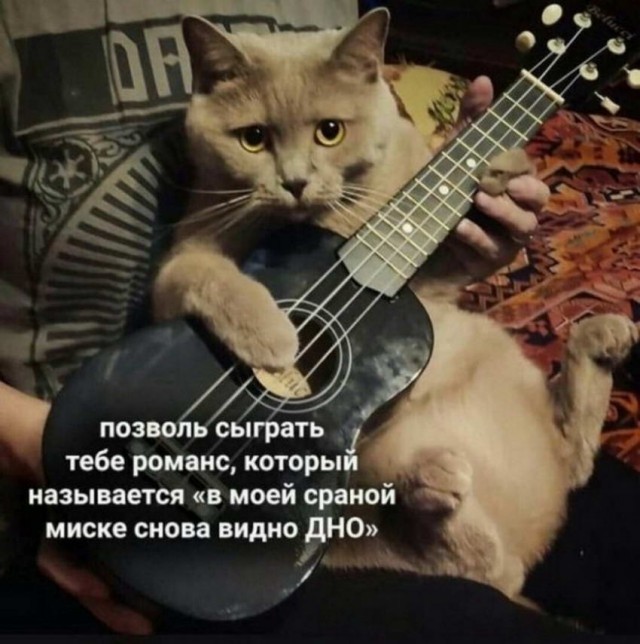 Человек собаке друг и другие картинки и мемы  под настроение
