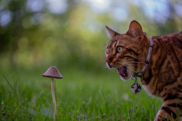 Забавные и милые котейки
