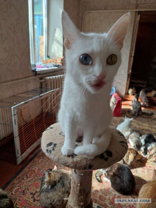 Котики в беде