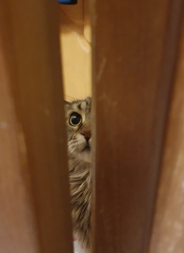 Котовторник ведь начался!