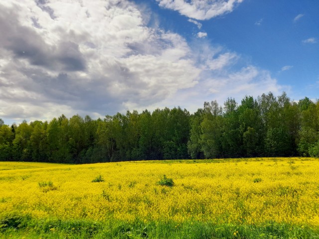 Лесной пейзаж