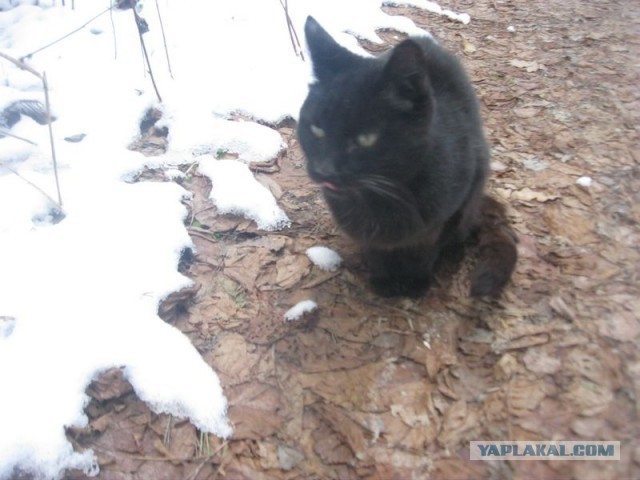 Жизнь домашнего приюта для котеек 423