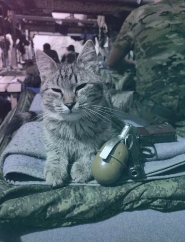 Шерстяной боец)