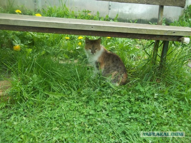 Жизнь домашнего приюта для котеек 445