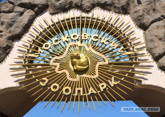 10 любопытных фактов о манулах, которых вы не знали