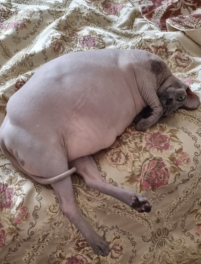 Толстые коты