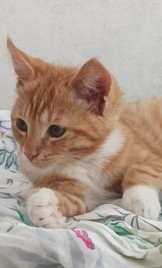 Нашли месячного котёнка