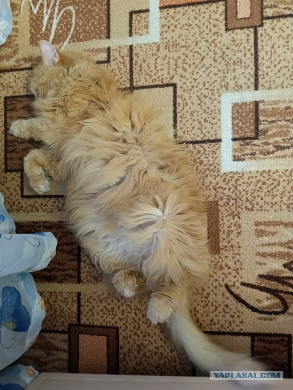 Лохматость сонная.