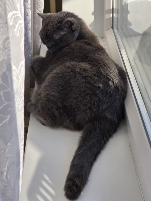 К котовторнику