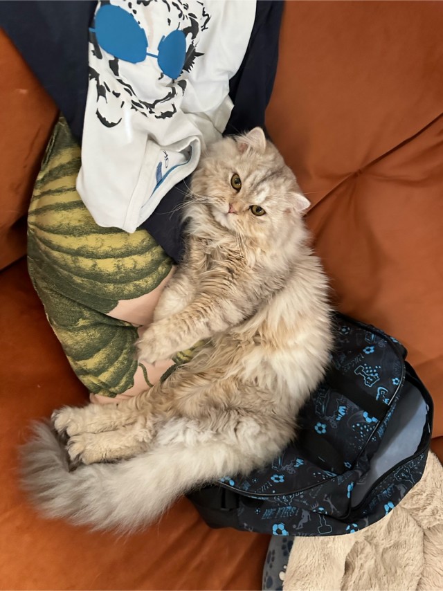 Совпало с котовторником.