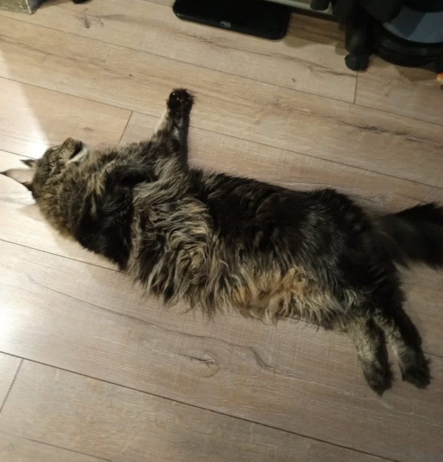 Котовторник! Успел!)