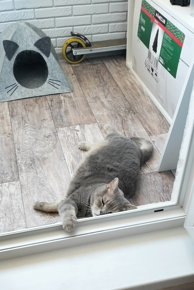 Моя жена не умеет фоткать кота