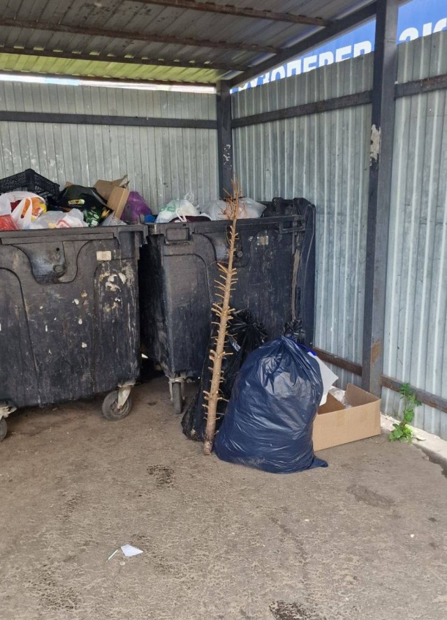 В Дмитрове кто-то сдался и выбросил новогоднюю елку