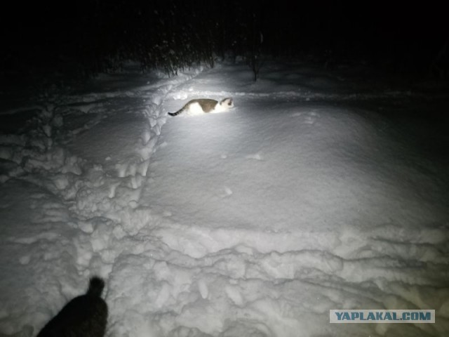Жизнь домашнего приюта для котеек 568
