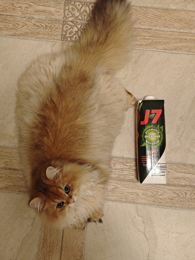 Хвостище к котовторнику