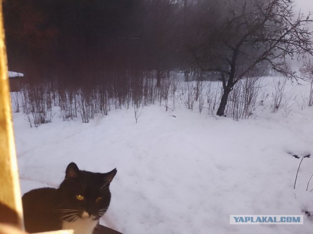 Жизнь домашнего приюта для котеек 572