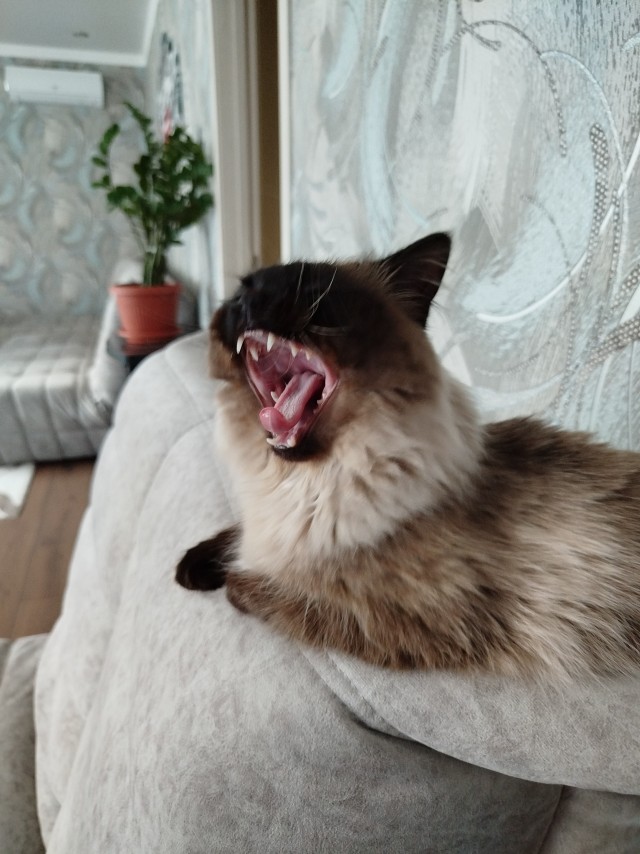 Котовторник же, хватит спать!