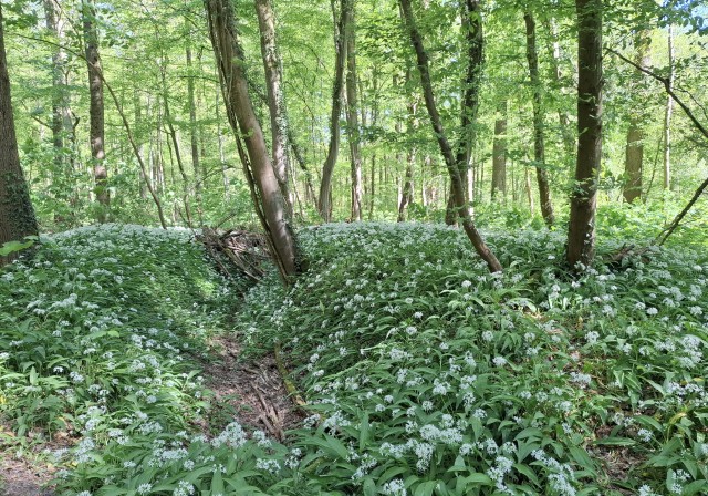 Немного природы Бельгии.