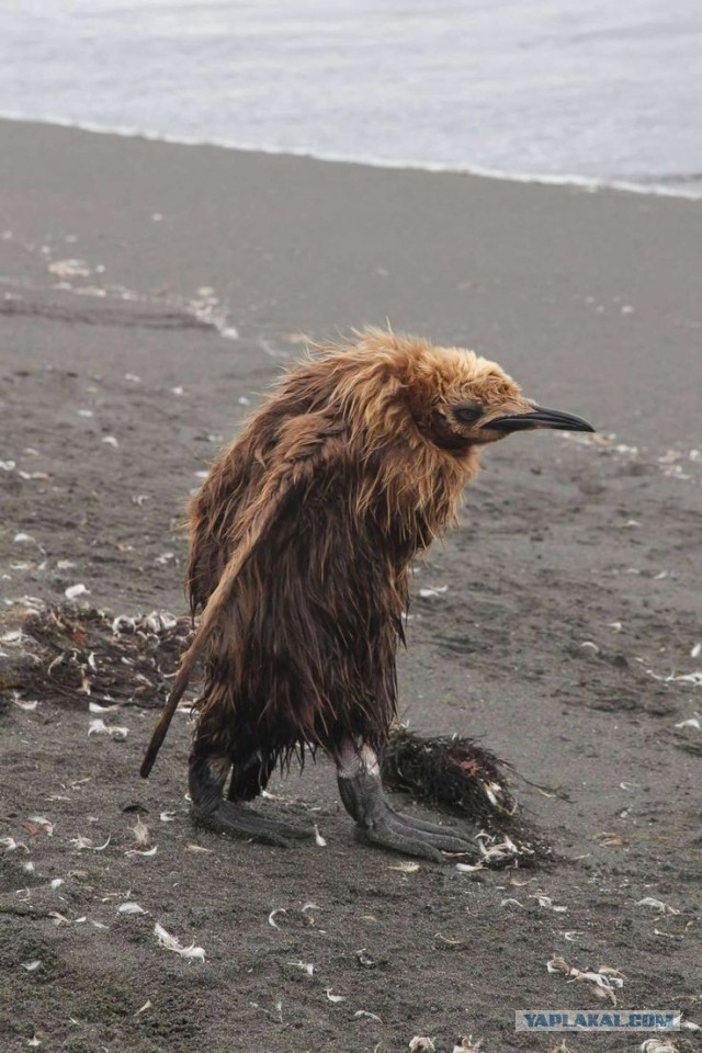 Губернатор докладывает президенту, что в Туапсе все хорошо