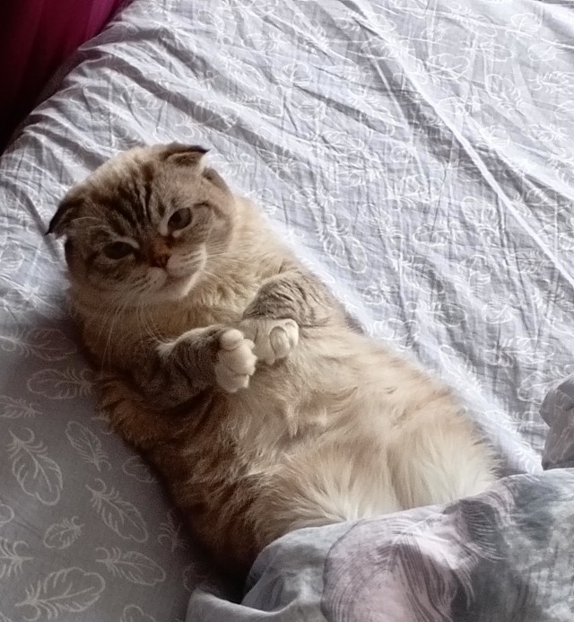 А кошки то спокойные животины