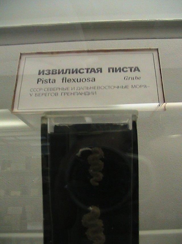 Удивительная Писта