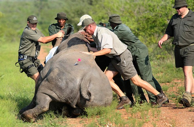 Война за носорогов.