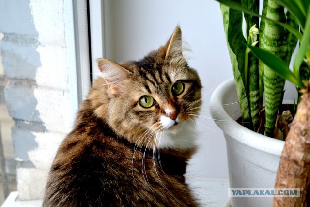 Котовторник 01.07.2014