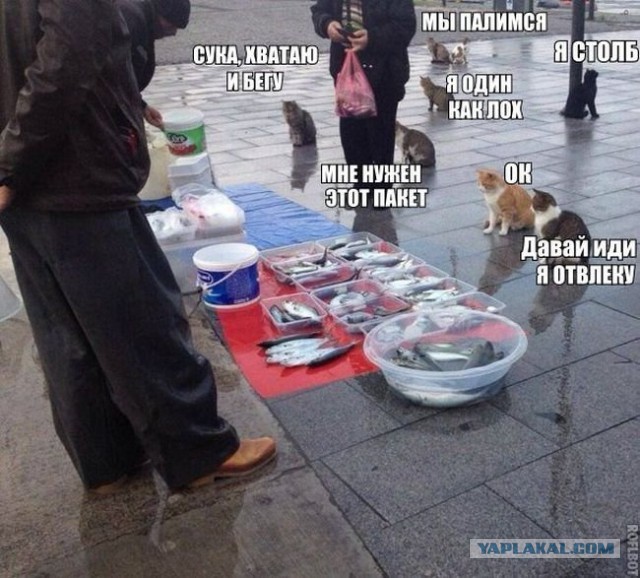 Смешные и не очень картинки из ВК