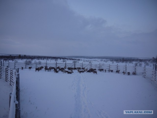 Один день в гостях у оленеводов.