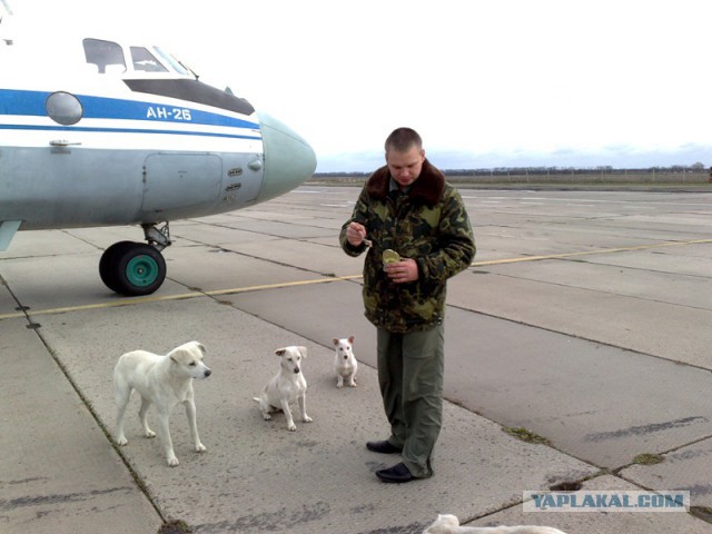 Ироничный взгляд на "будни" ВВС