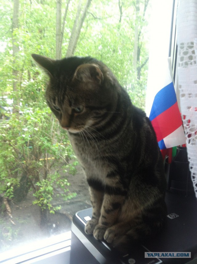 Котовторник 09.06.2015