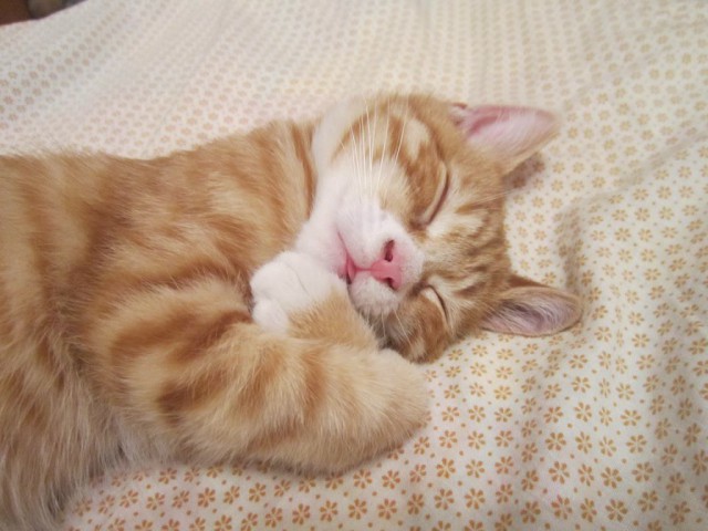 Котовторник 7.07.2015