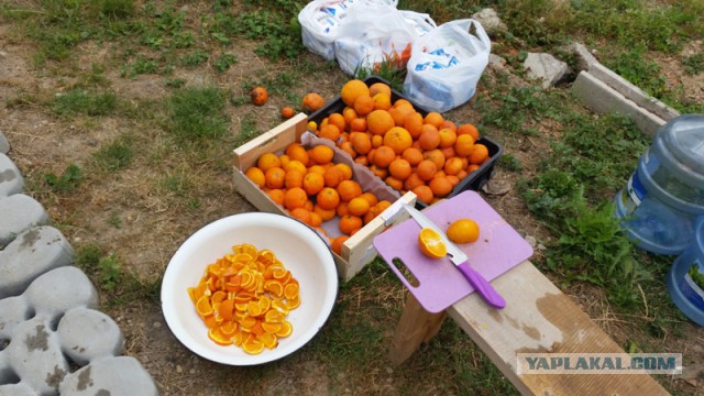 Самогоночка мандариновая.