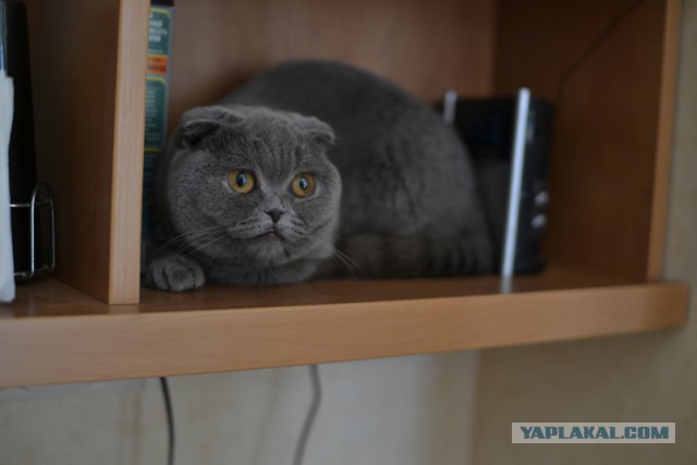 Обидеть котенка может каждый...