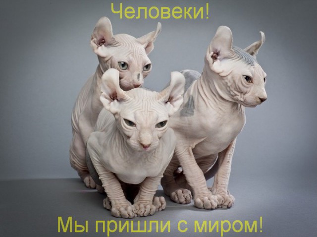 Котики и политика