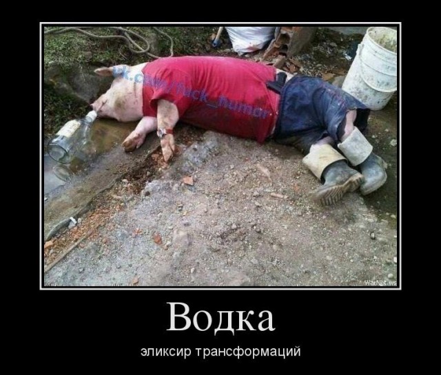 Свиньи на Багамских островах